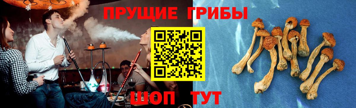 Апрелевка  Псилоцибиновые грибы Psilocybine cubensis  Вход с VPN 